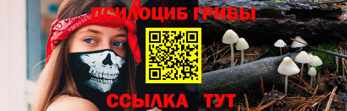 Псилоцибиновые грибы Cubensis Каменка