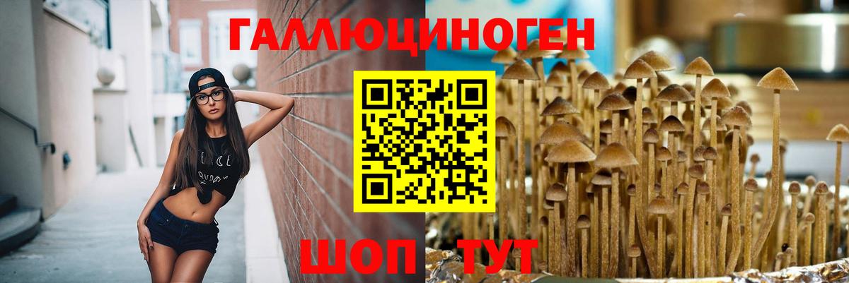Каменка  Псилоцибиновые грибы Cubensis  Вход с VPN  Галлюциногенные грибы Psilocybe 